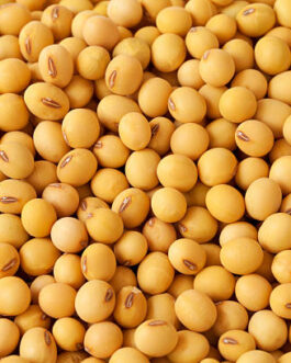 Soybean